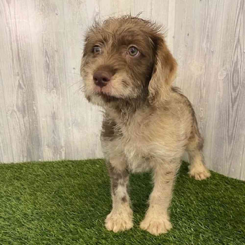 Male Mini Labradoodle Puppy for sale