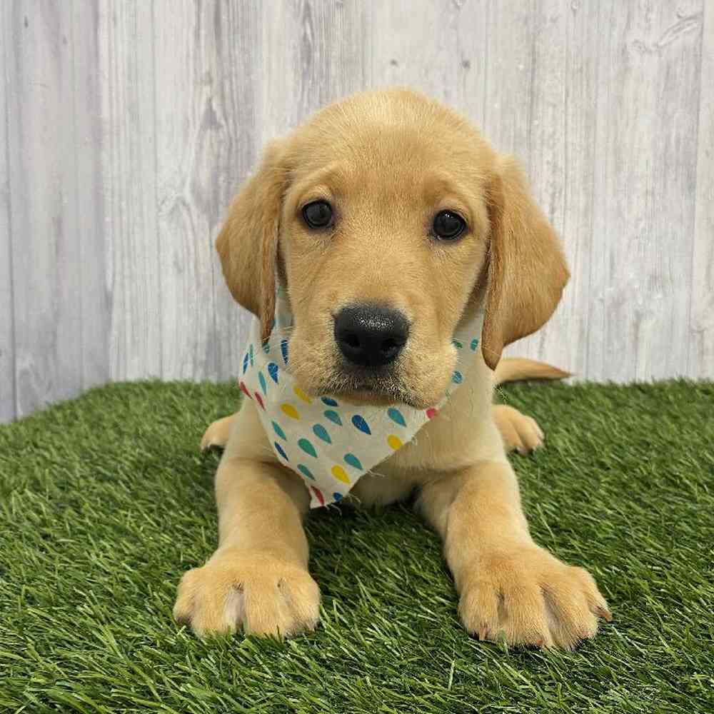 Male Labrador Retriever Puppy for Sale in Saugus, MA