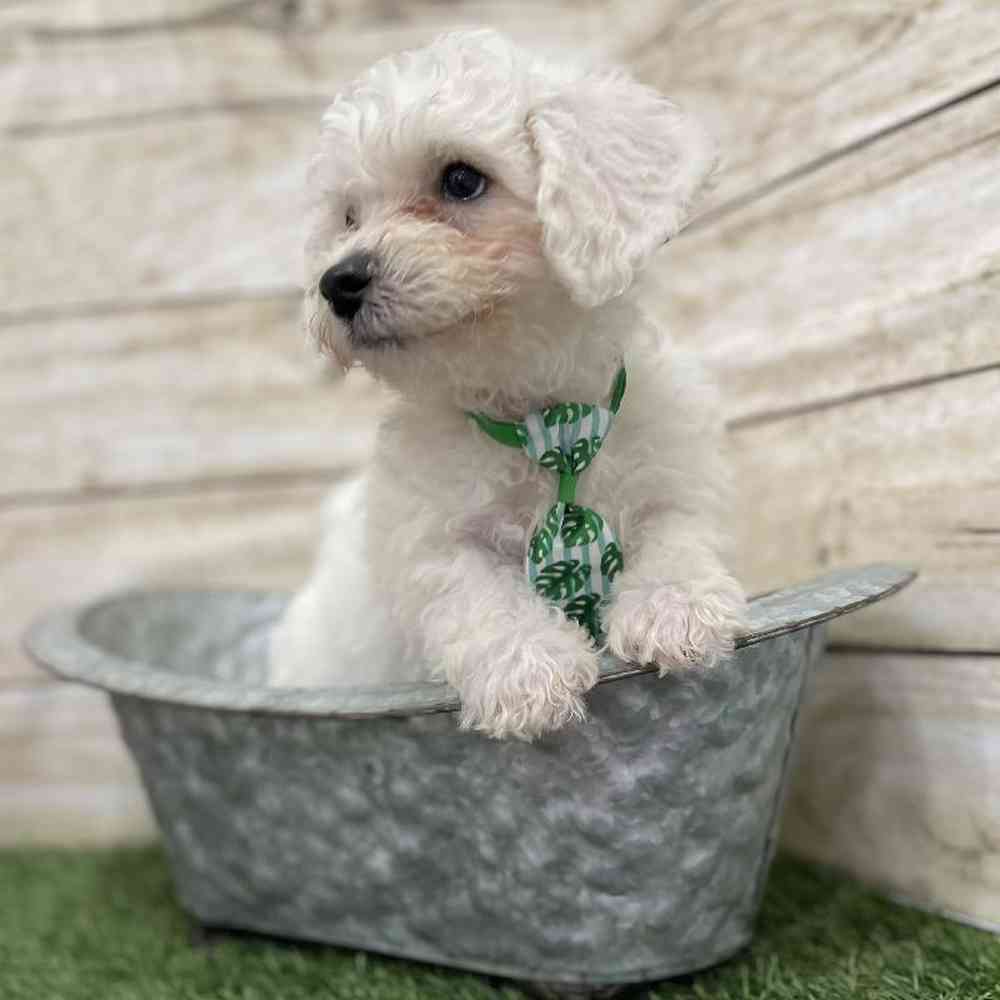 Male Bichon Frise Puppy for Sale in Braintree, MA