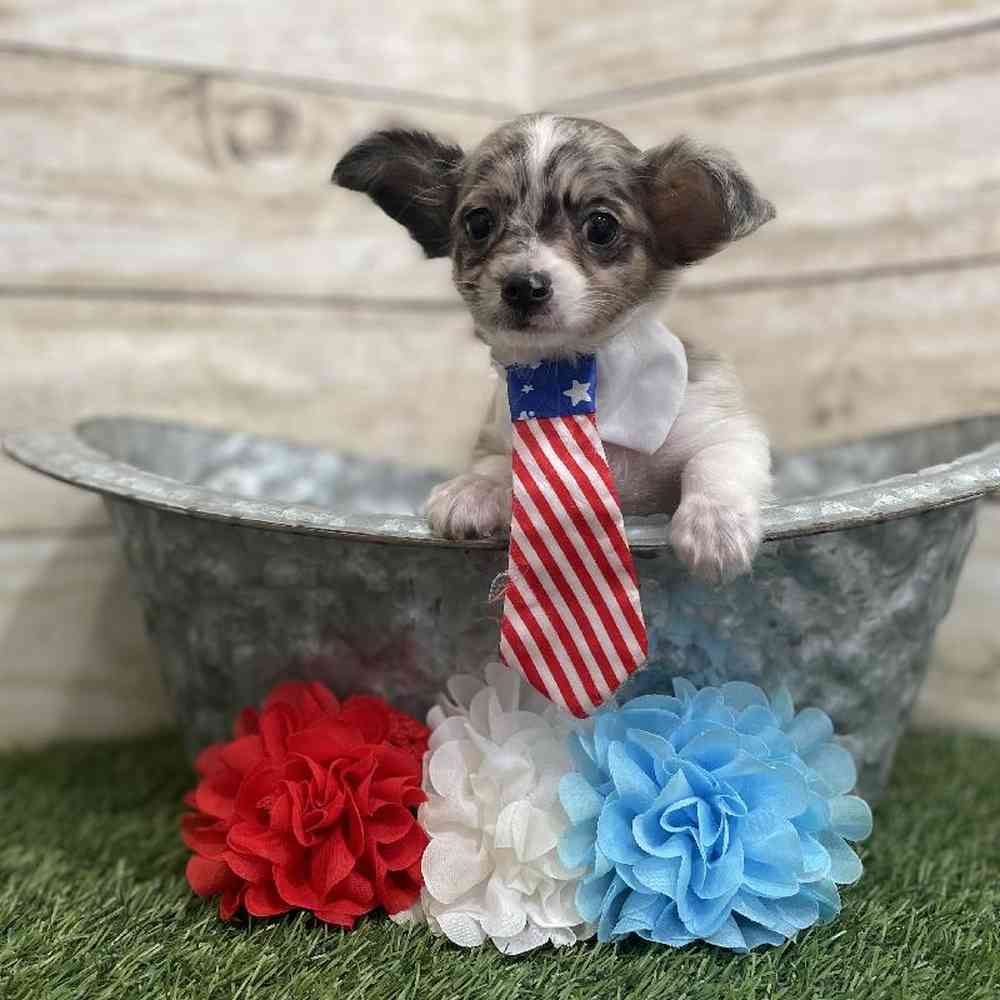 Male Chihuahua Puppy for Sale in Braintree, MA