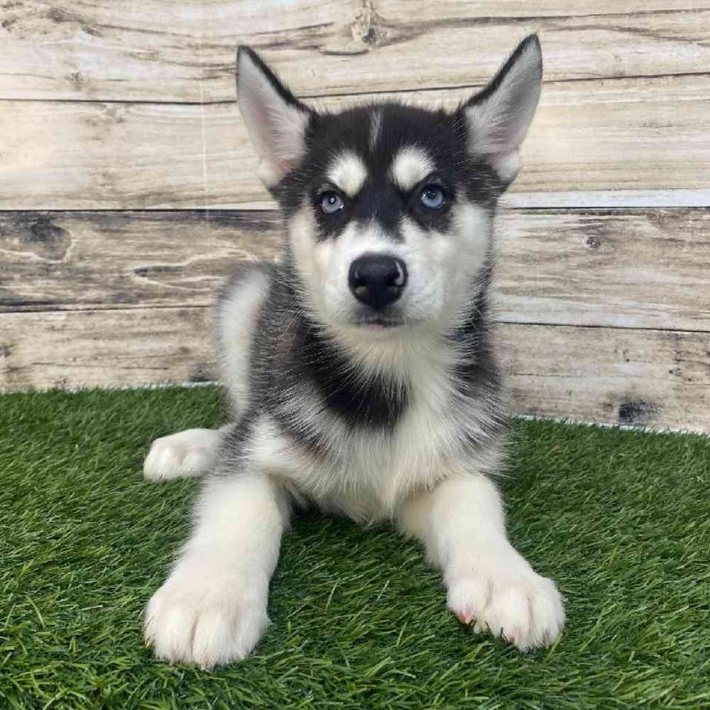 Female Huskimo Puppy for Sale in Saugus, MA