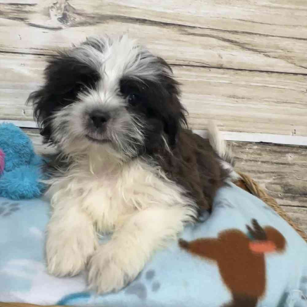 Male Shih Tzu Puppy for Sale in Saugus, MA