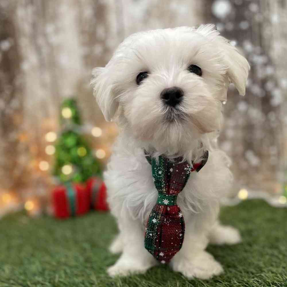Male Maltese Puppy for Sale in Braintree, MA