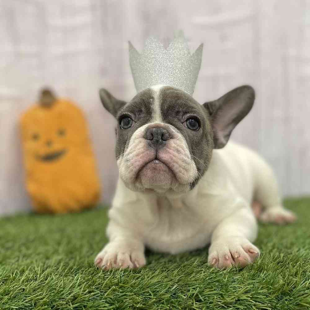 Male French Bulldog Puppy for Sale in Braintree, MA