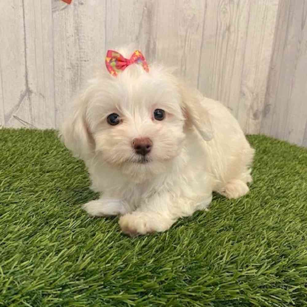 Female Maltichon Puppy for sale