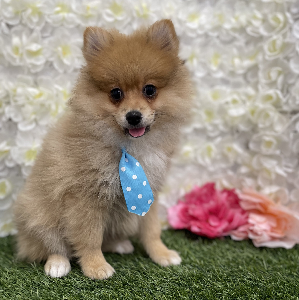 Male Pomeranian Puppy for Sale in Braintree, MA