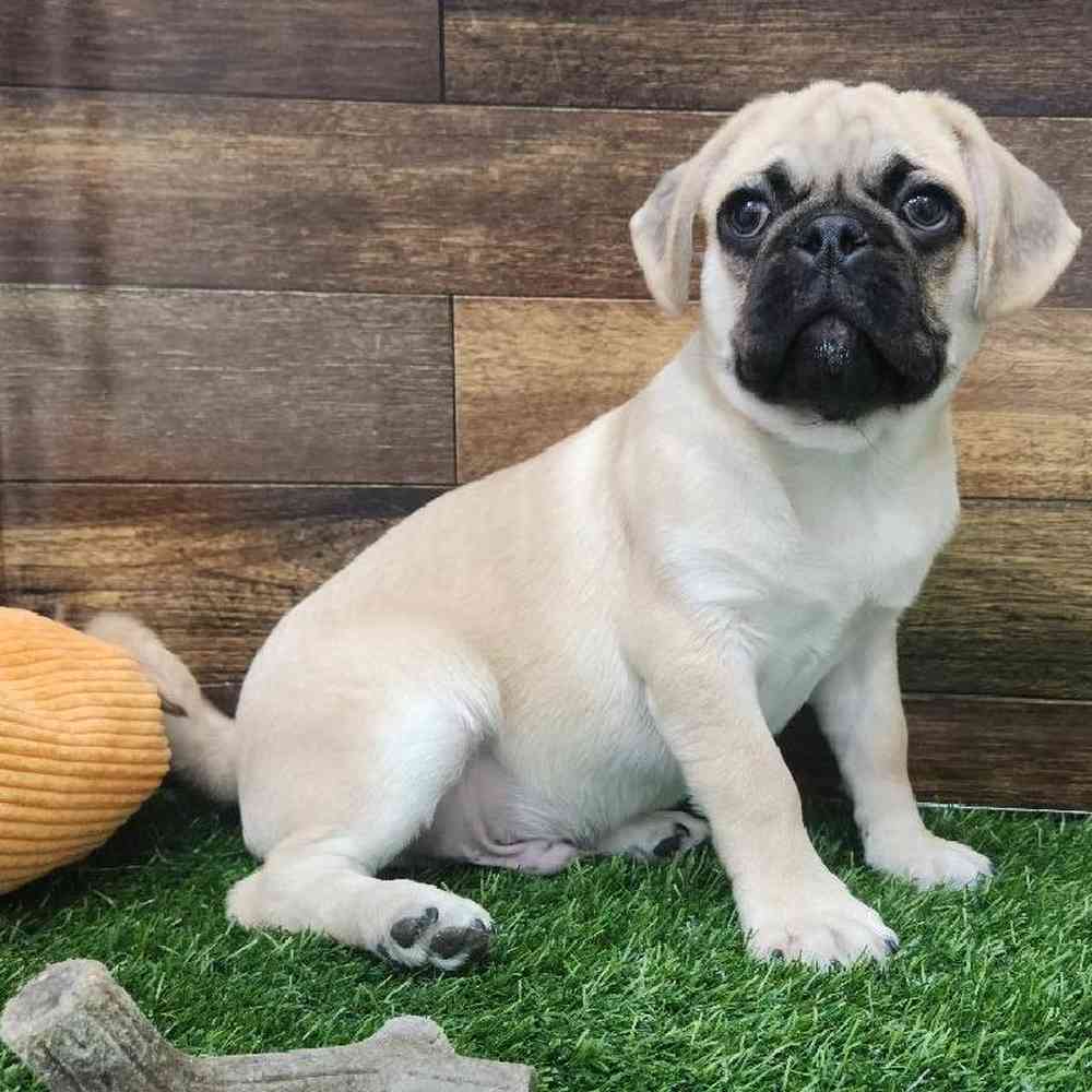 Male Pug Puppy for Sale in Braintree, MA