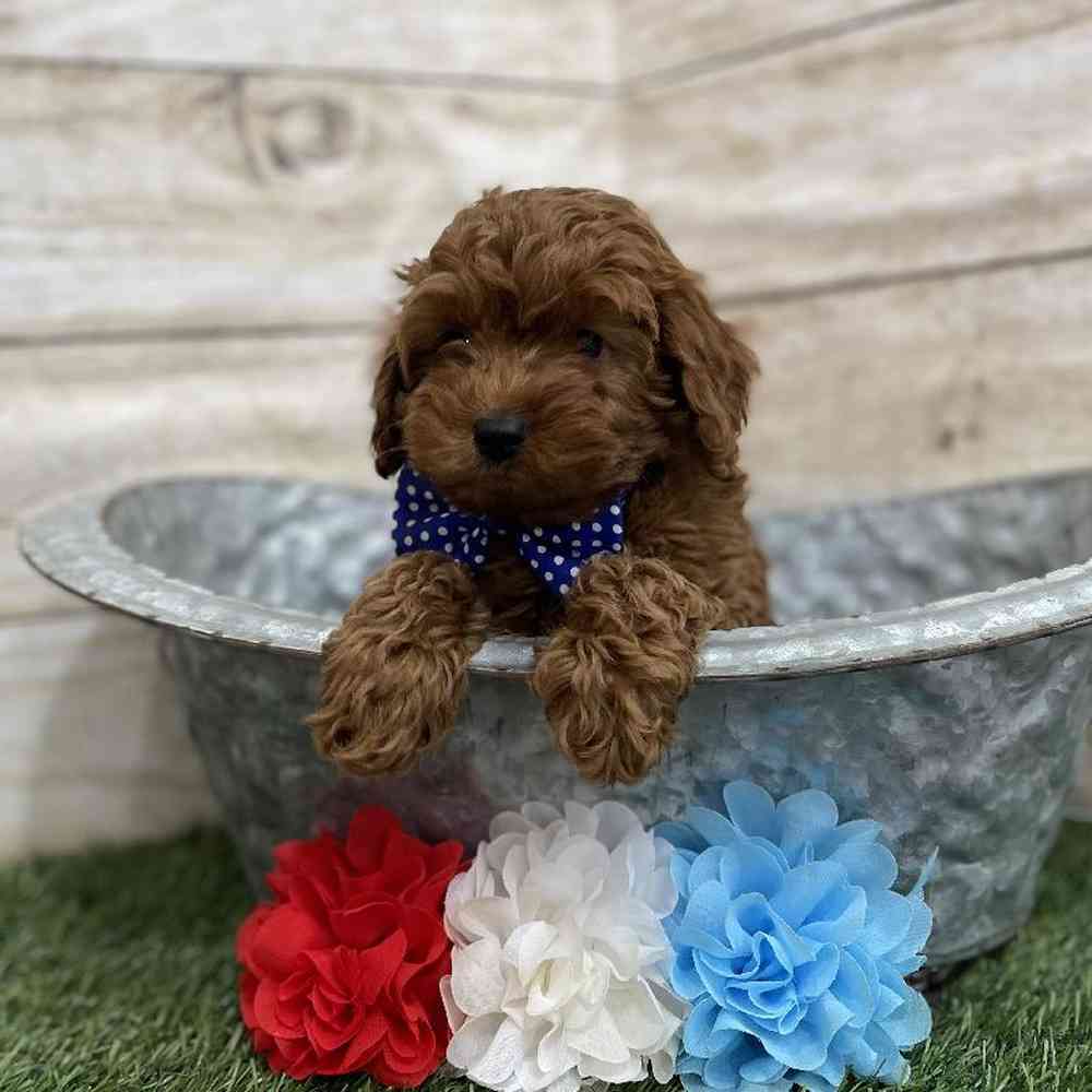 Male Cockapoo 2nd Gen Puppy for Sale in Braintree, MA