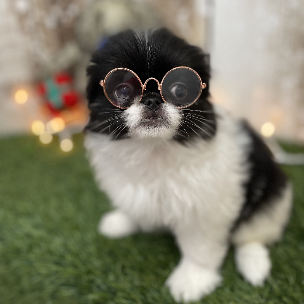 Female Japanese Chin Puppy for Sale in Braintree, MA