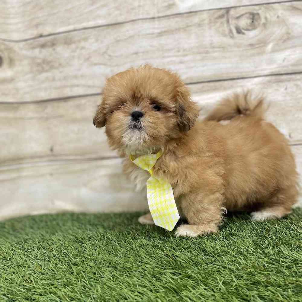 Male Shih Tzu Puppy for Sale in Braintree, MA