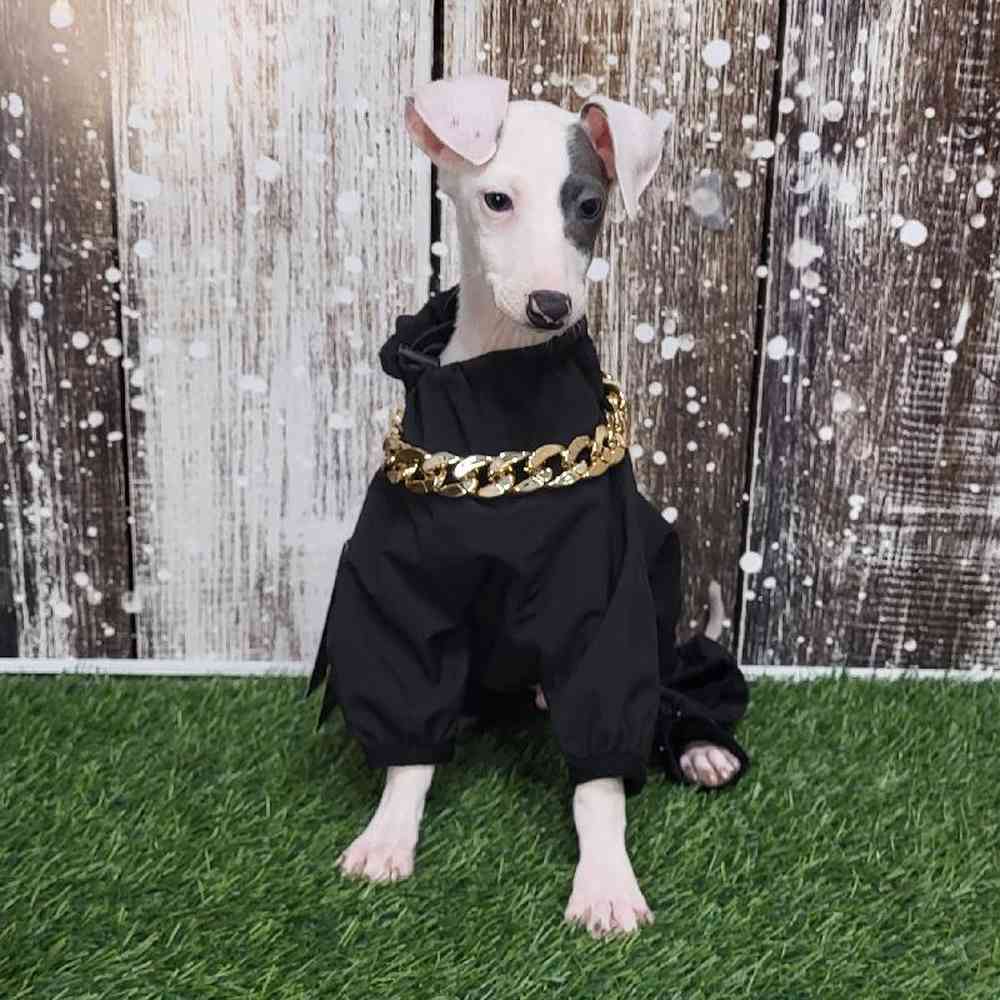 Italian Greyhound For Sale Pet Express Saugus