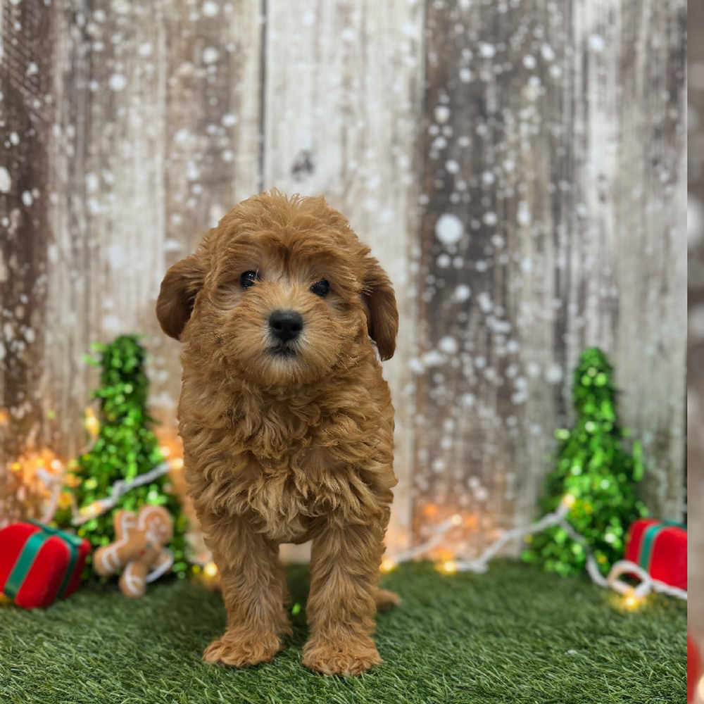 Male Mini Labradoodle 2nd Gen Puppy for Sale in Braintree, MA