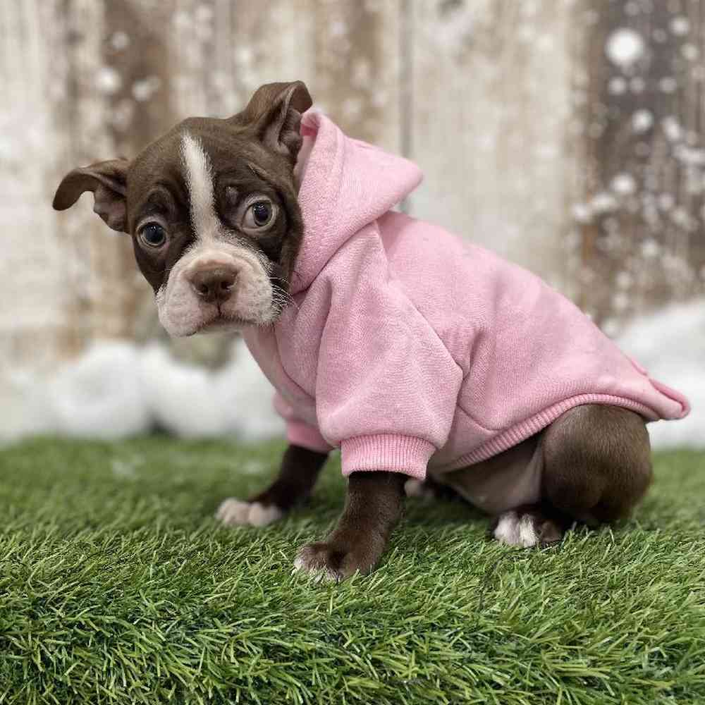 Female Boston Terrier Puppy for Sale in Braintree, MA