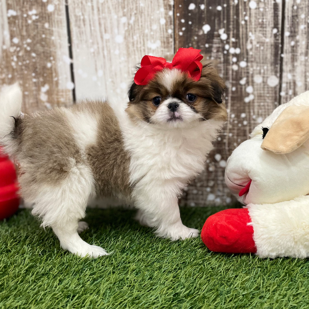 Female Japanese Chin Puppy for Sale in Braintree, MA