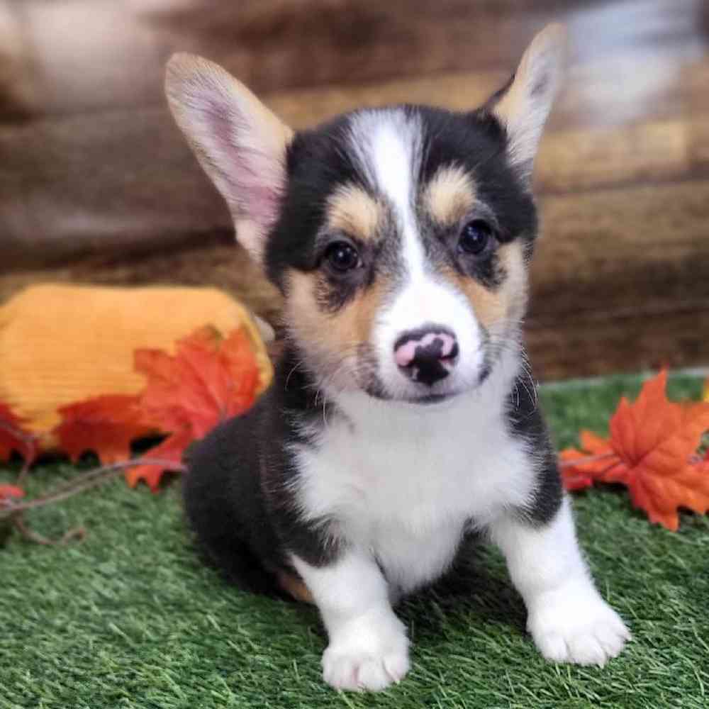 Male Pembroke Welsh Corgi Puppy for Sale in Saugus, MA