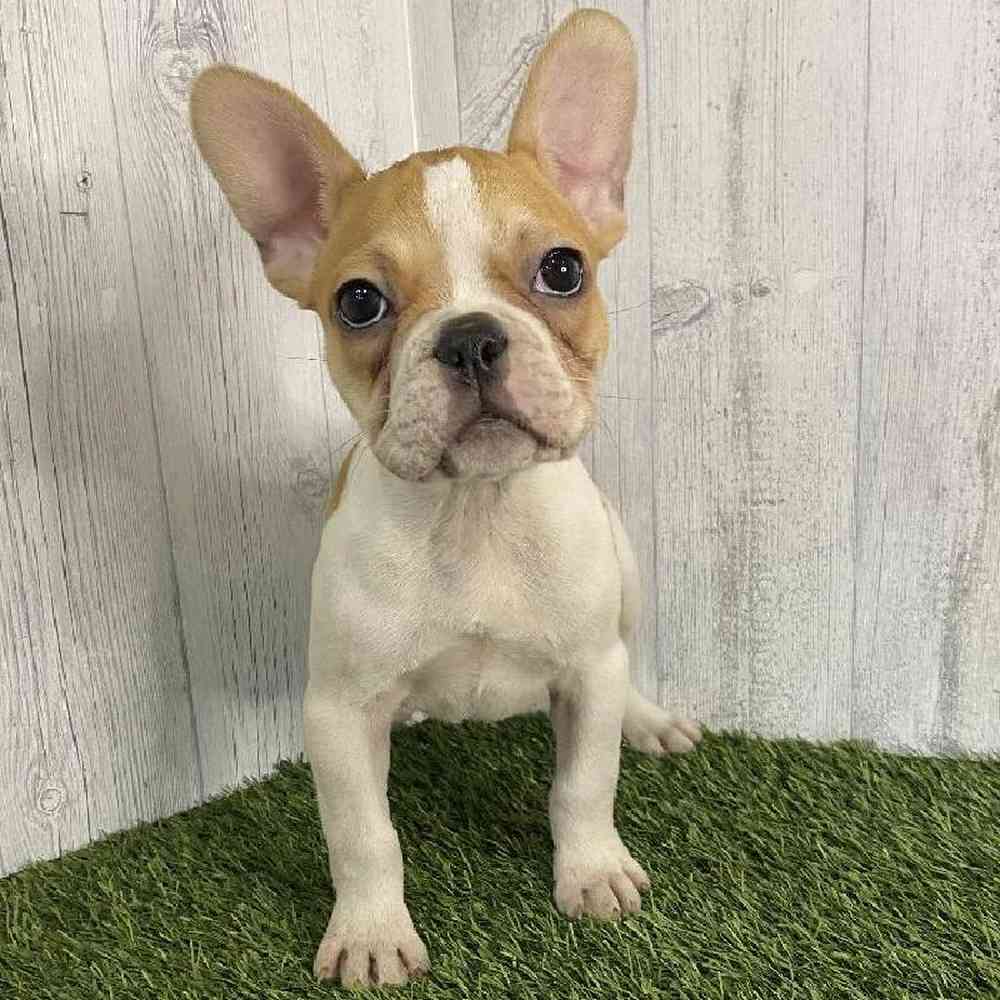 Male French Bulldog Puppy for sale