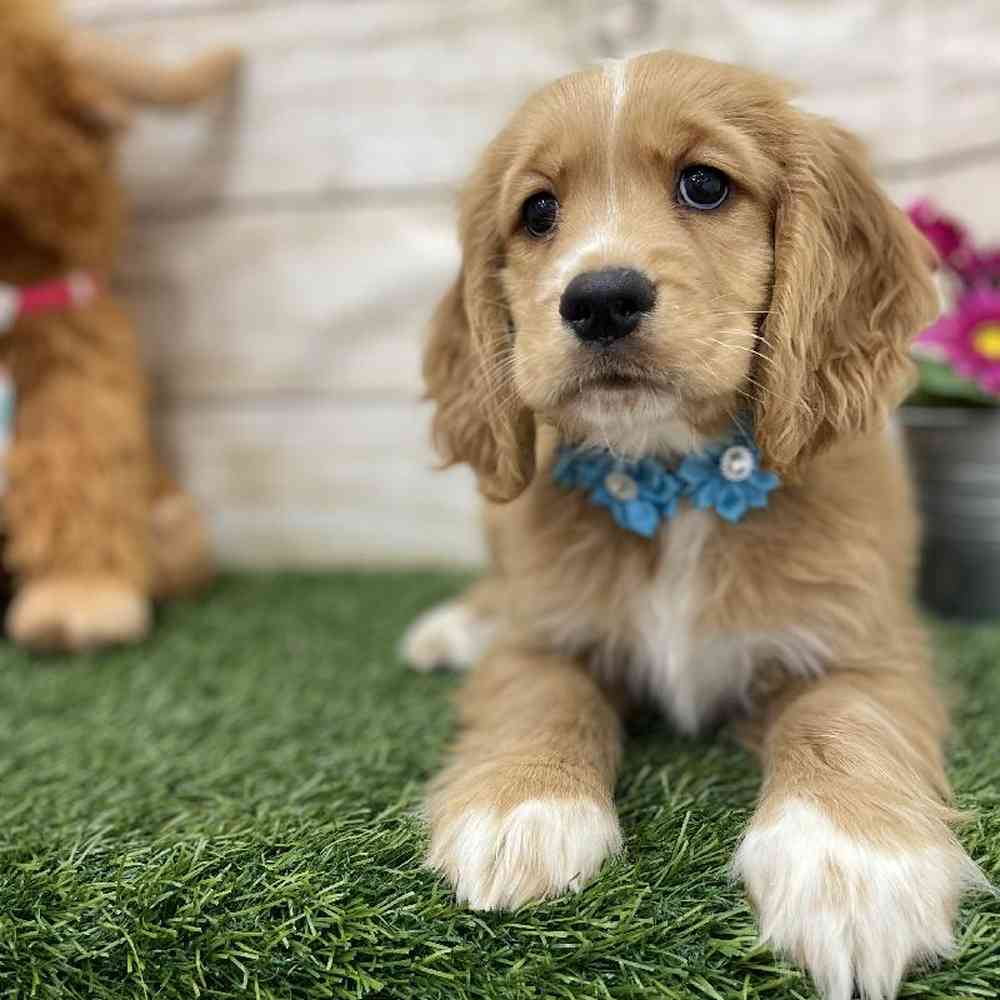 Female Golden Cocker Retriever Puppy for Sale in Braintree, MA