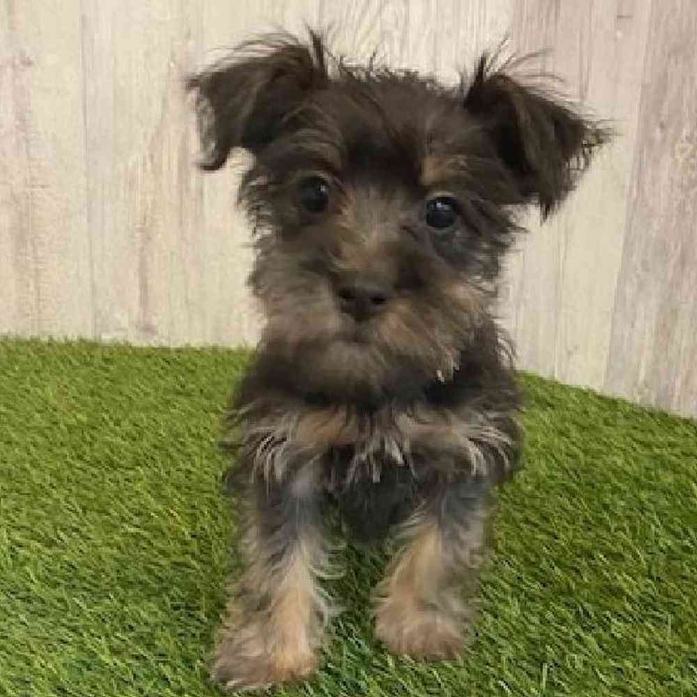 Female Schnorkie Puppy for sale