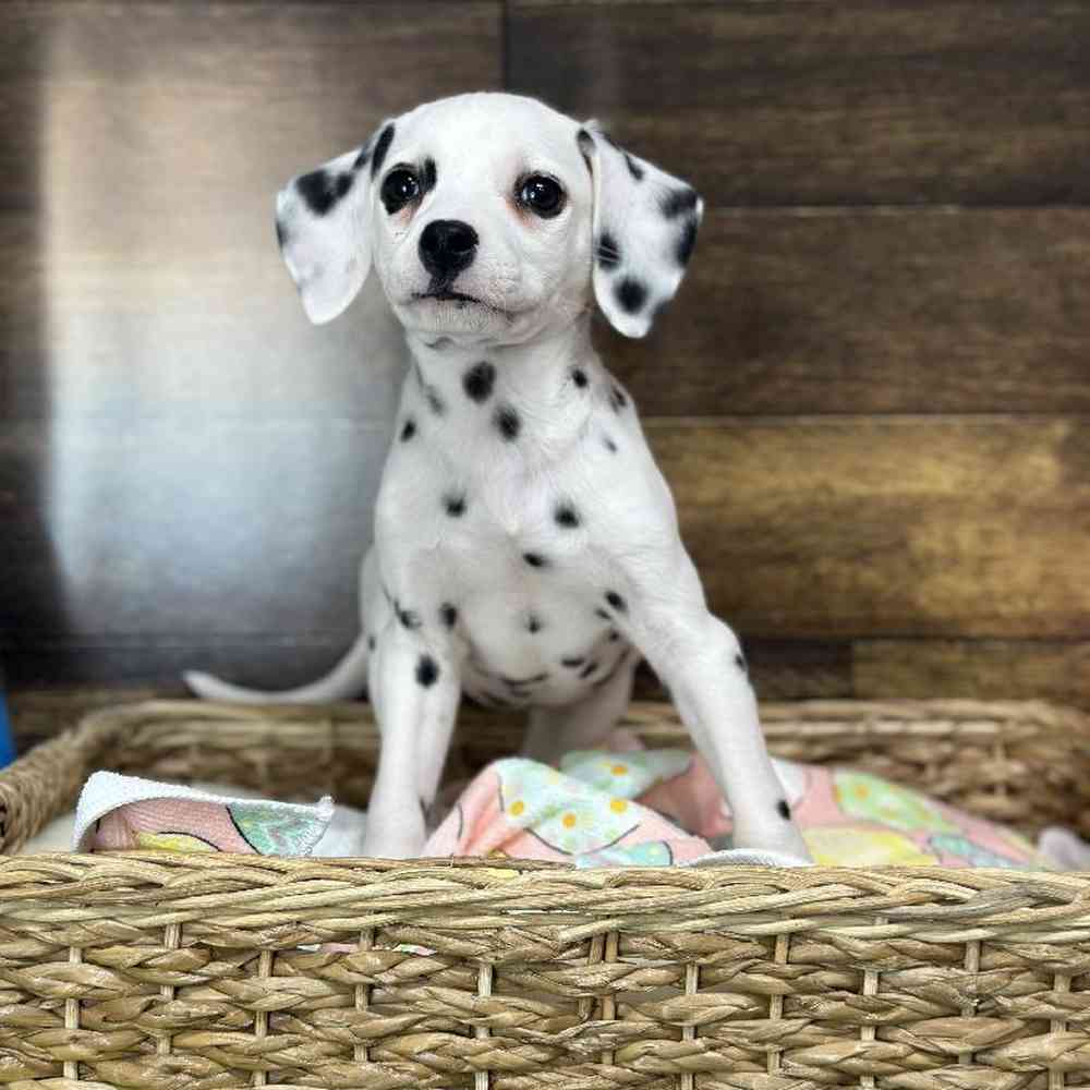 Female Dalmatian Puppy for Sale in Saugus, MA