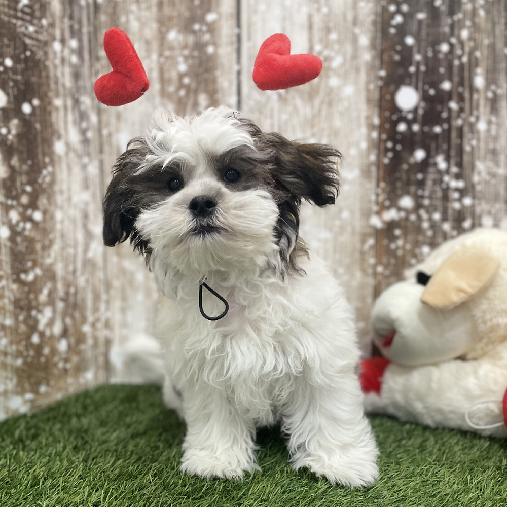 Male Teddy Bear (Zuchon) Puppy for Sale in Braintree, MA