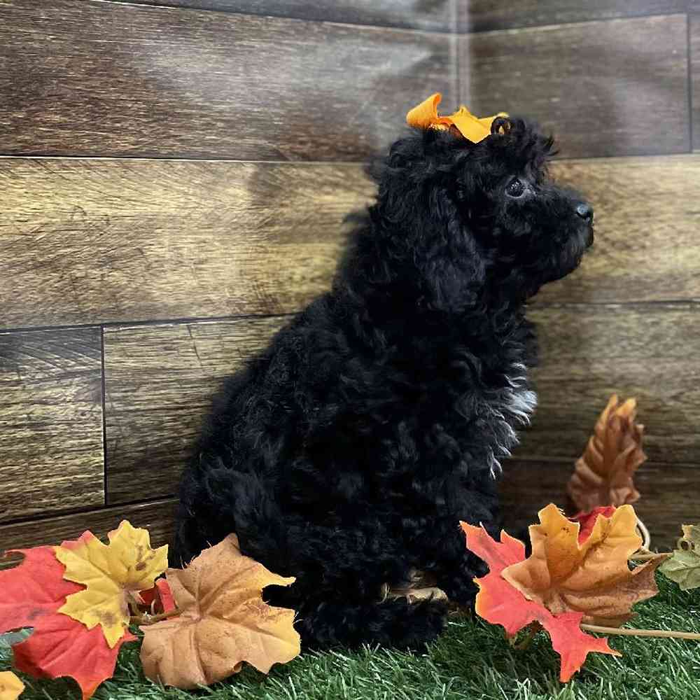 Female Cockapoo 2nd Gen Puppy for Sale in Braintree, MA