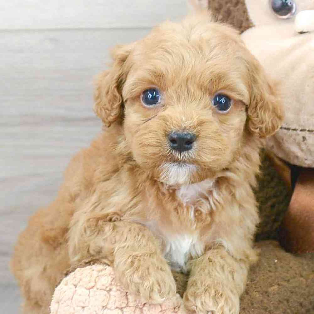 cockapoo-sloane-3512473902103341.jpg
