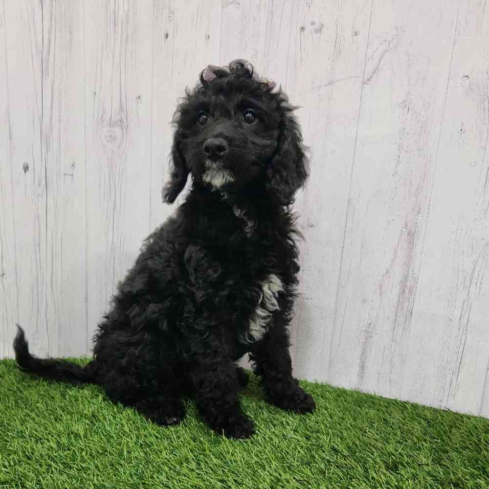 Female Mini Goldendoodle 2nd Gen Puppy for Sale in Braintree, MA