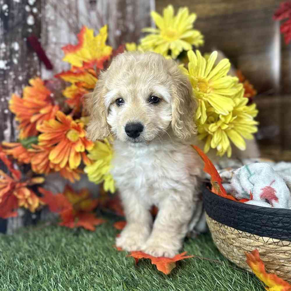Male Cockapoo 2nd Gen Puppy for Sale in Saugus, MA