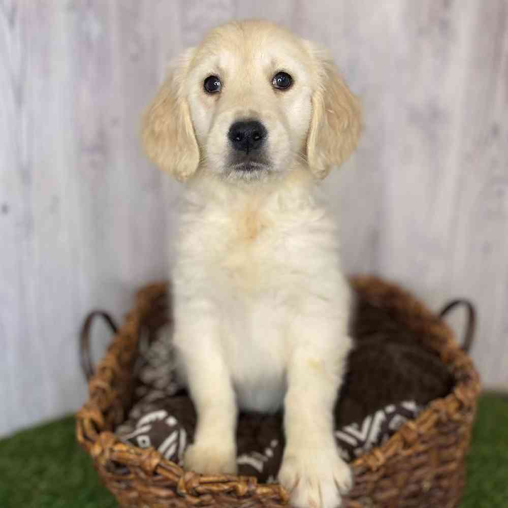 Female Golden Retriever Puppy for Sale in Saugus, MA