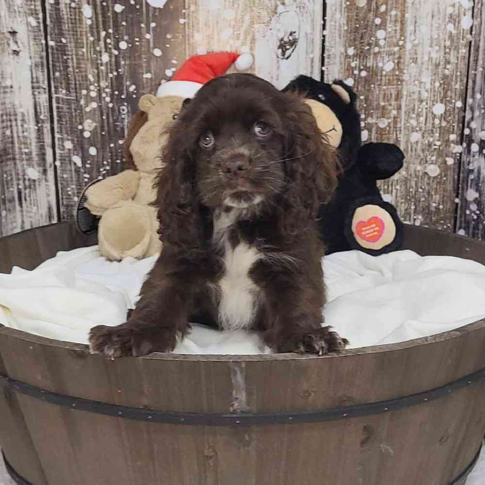 Male Cocker Spaniel Puppy for Sale in Saugus, MA