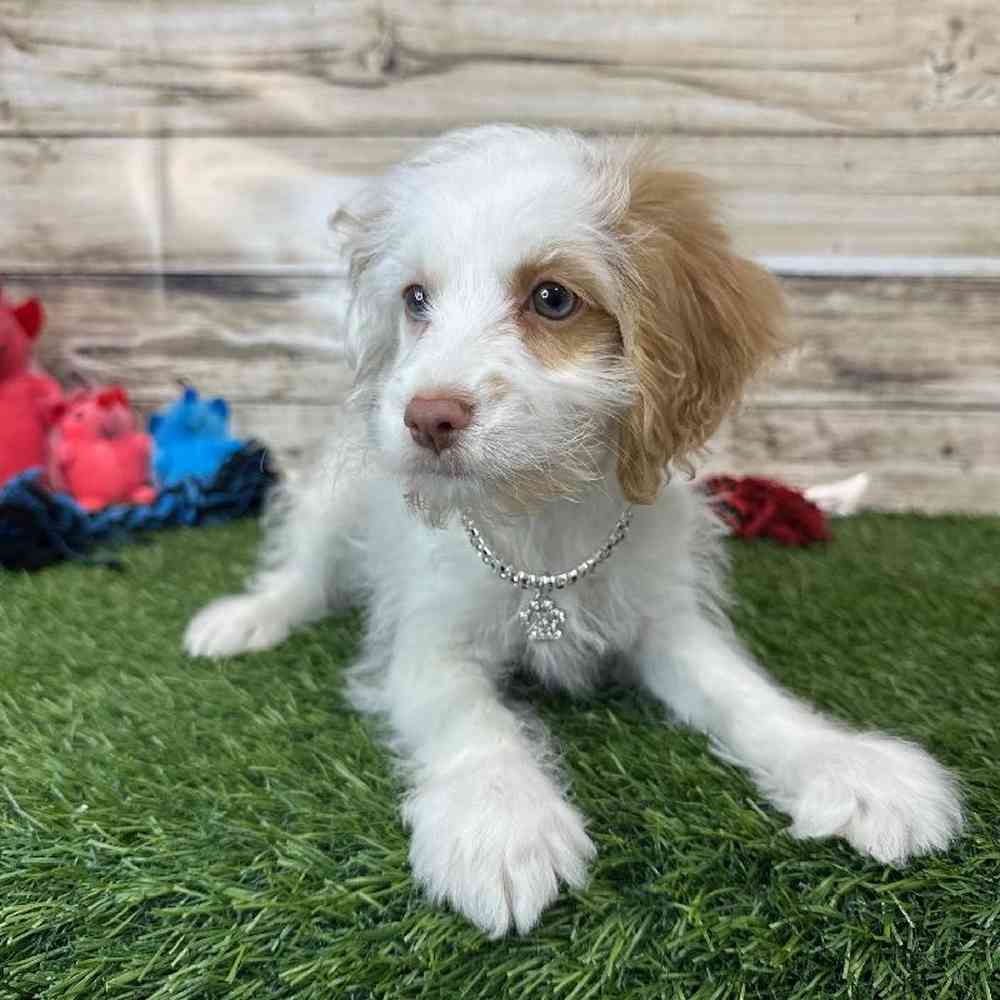 Female Cockapoo 2nd Gen Puppy for Sale in Saugus, MA