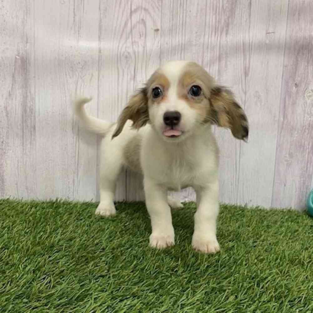 Female Chiweenie Puppy for Sale in Braintree, MA