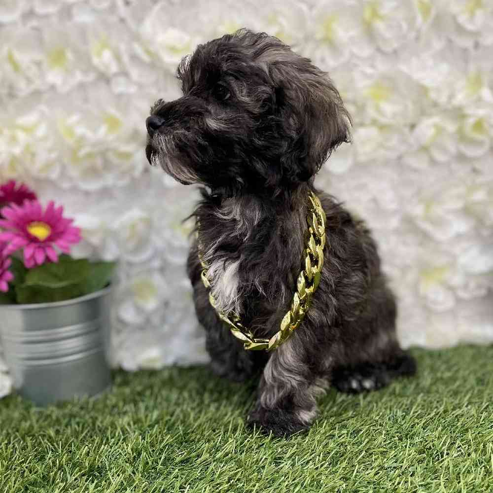 Male Schnoodle Puppy for Sale in Braintree, MA