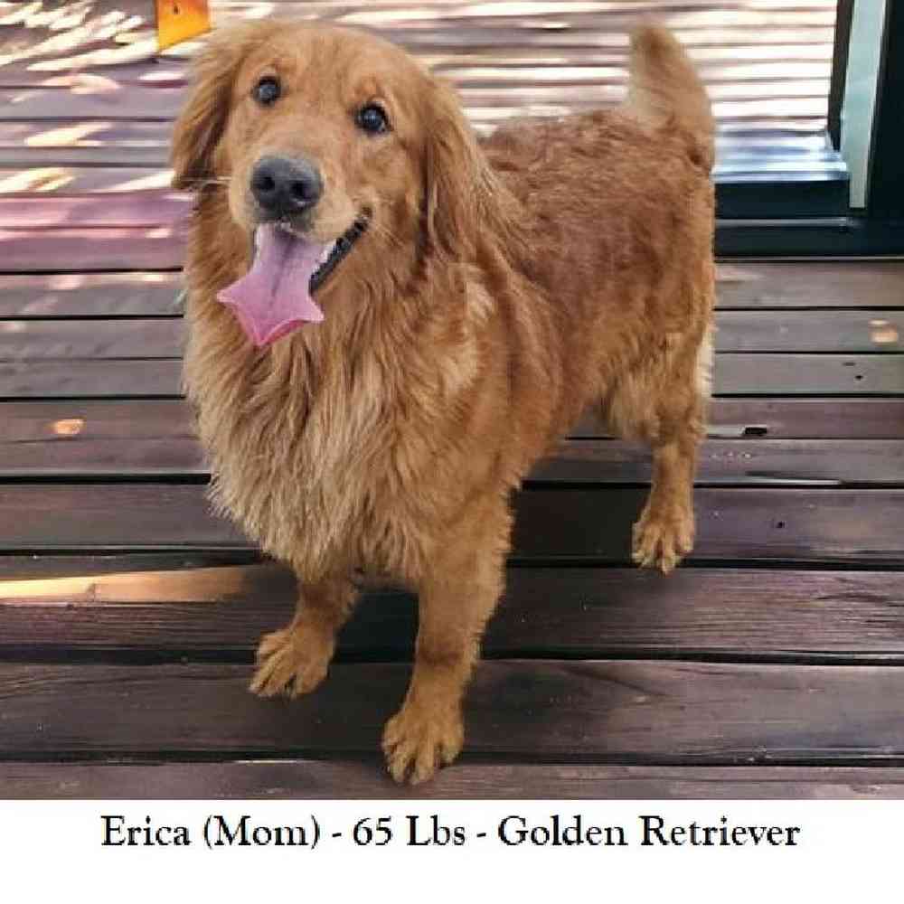 Female Golden Cocker Retriever Puppy for Sale in Braintree, MA