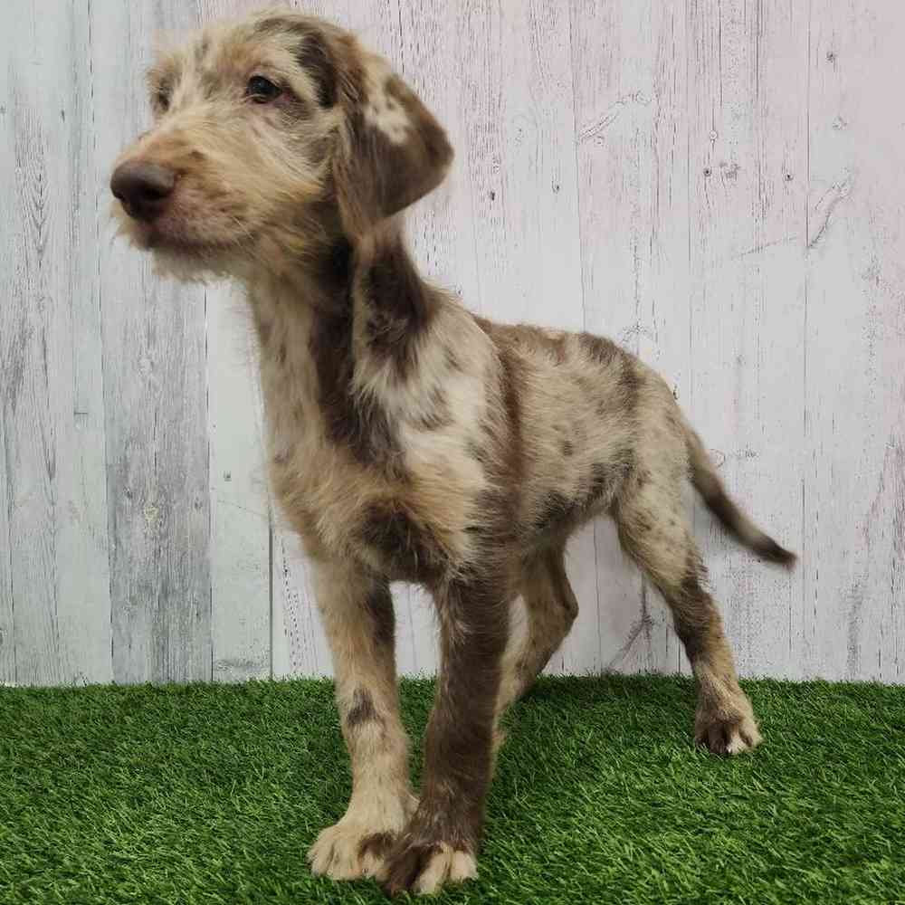 Female Labradoodle Puppy for Sale in Braintree, MA