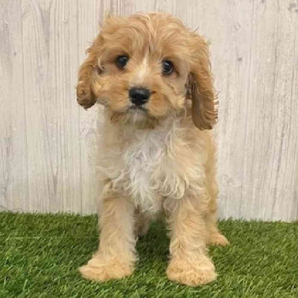 Male Cavapoo Puppy for sale