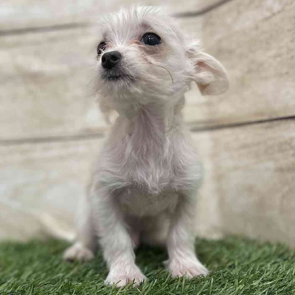 Male Chihuahua Puppy for Sale in Braintree, MA