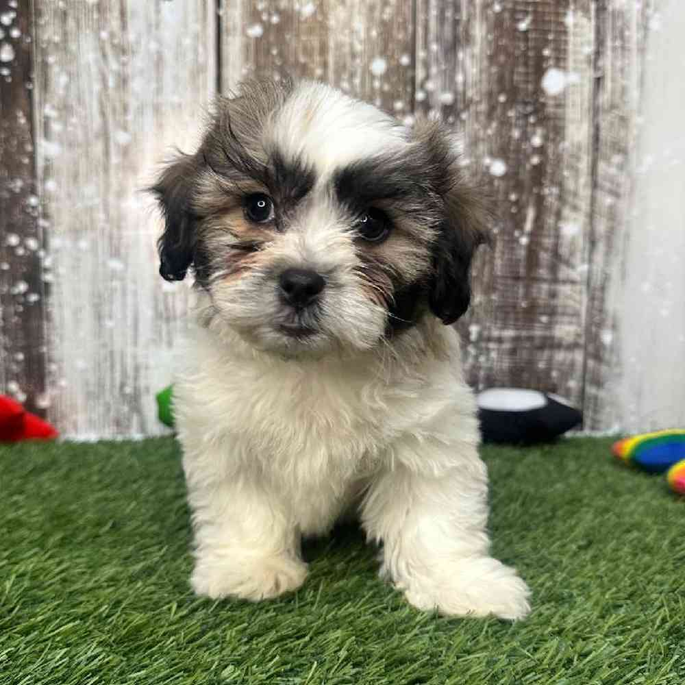 Male Teddy Bear (Zuchon) Puppy for Sale in Saugus, MA