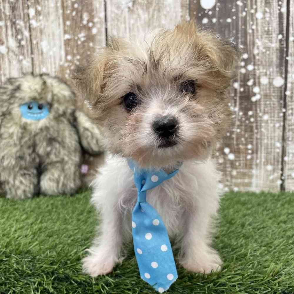Male Yochon Puppy for Sale in Braintree, MA