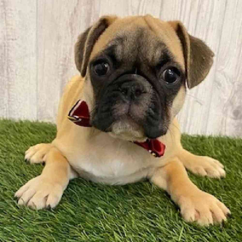 Male Frug Puppy for sale