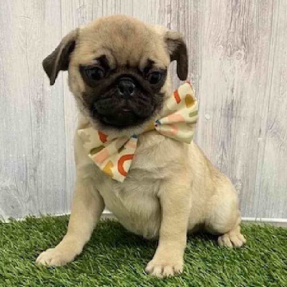 Female Pug Puppy for Sale in Braintree, MA