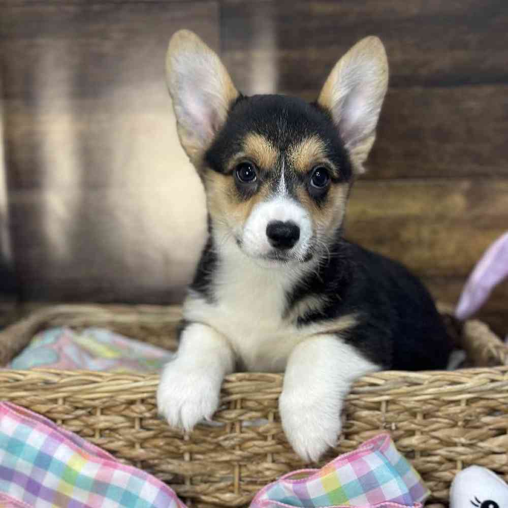 Male Pembroke Welsh Corgi Puppy for Sale in Saugus, MA