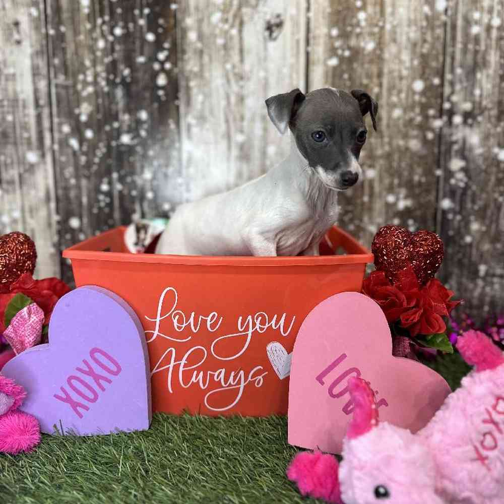 Female Italian Greyhound Puppy for Sale in Saugus, MA