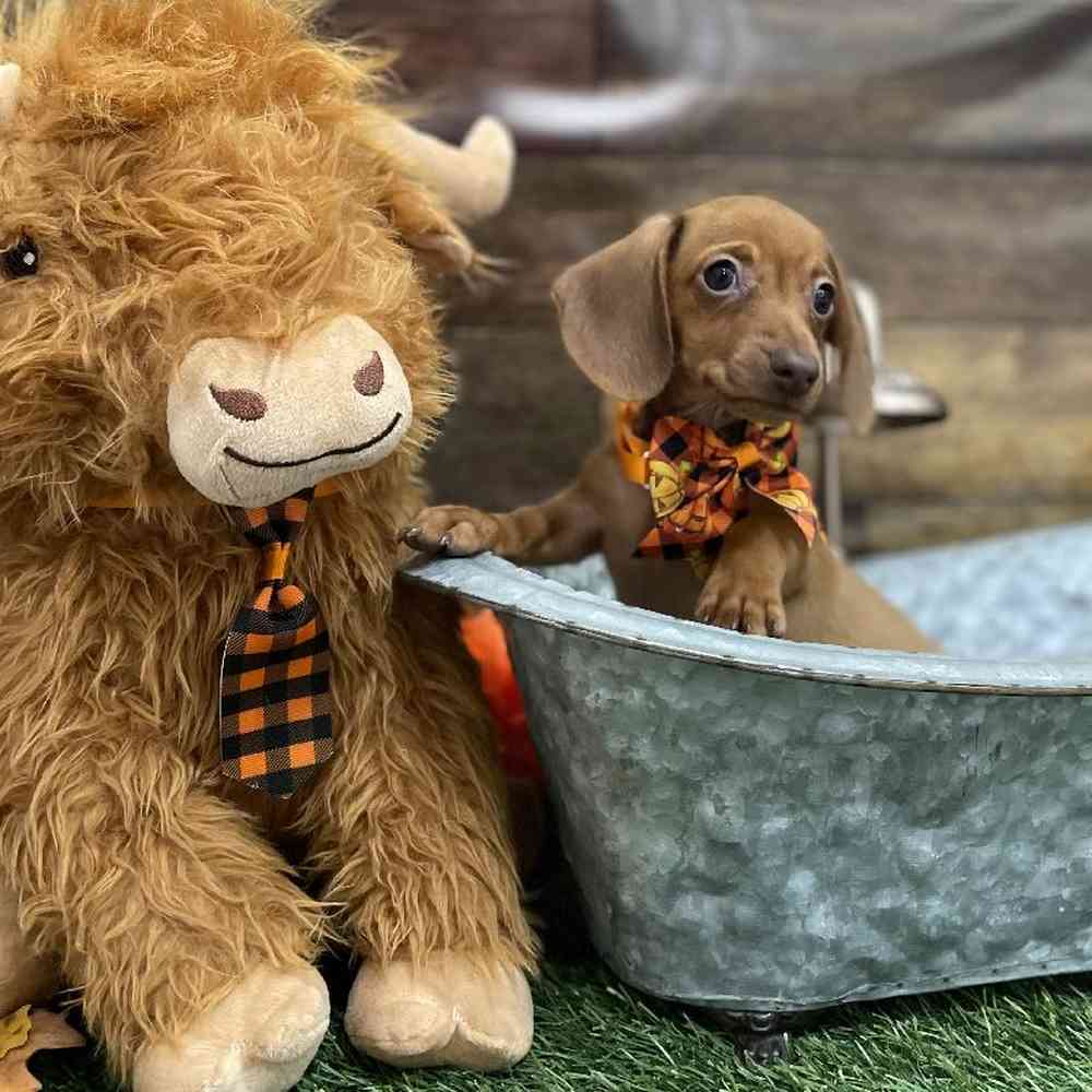 Male Dachshund Puppy for Sale in Braintree, MA