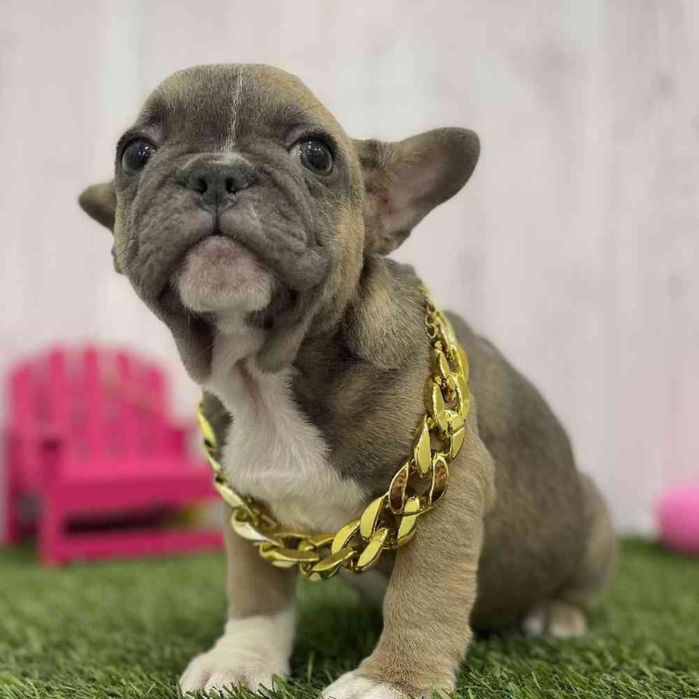 Male French Bulldog Puppy for Sale in Braintree, MA