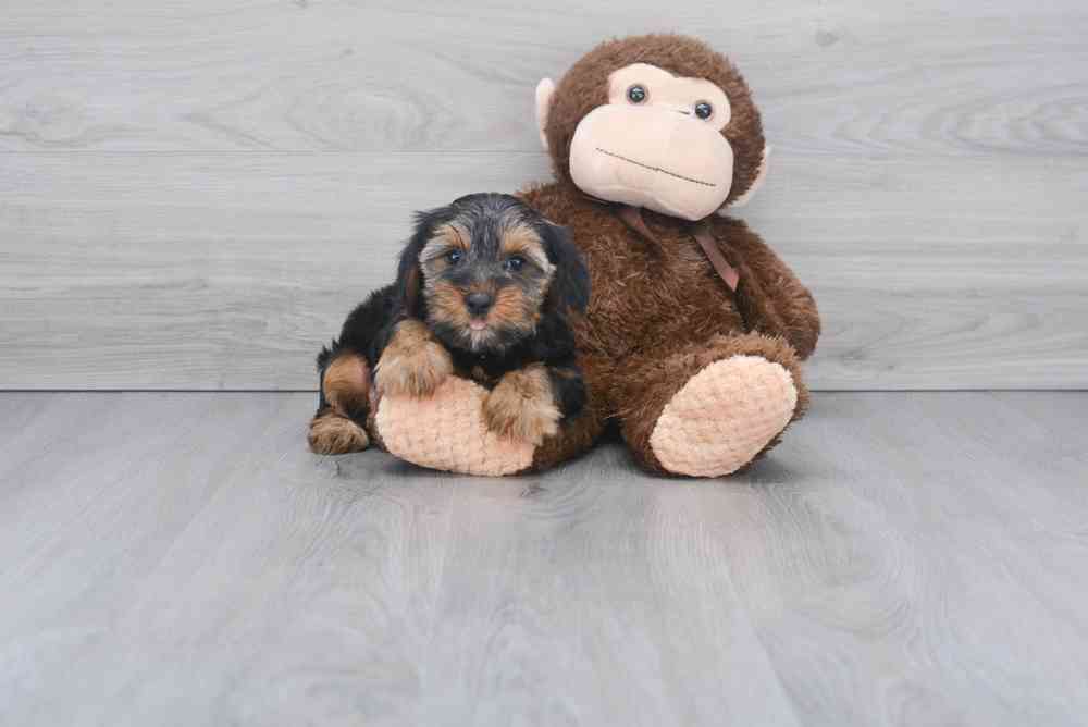 yorkshire-terrier-timmy-3921765140615113.jpg