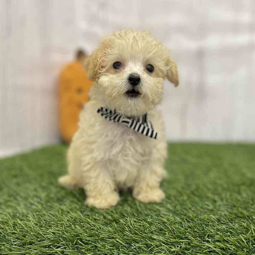 Male Poodle Toy Puppy for Sale in Braintree, MA