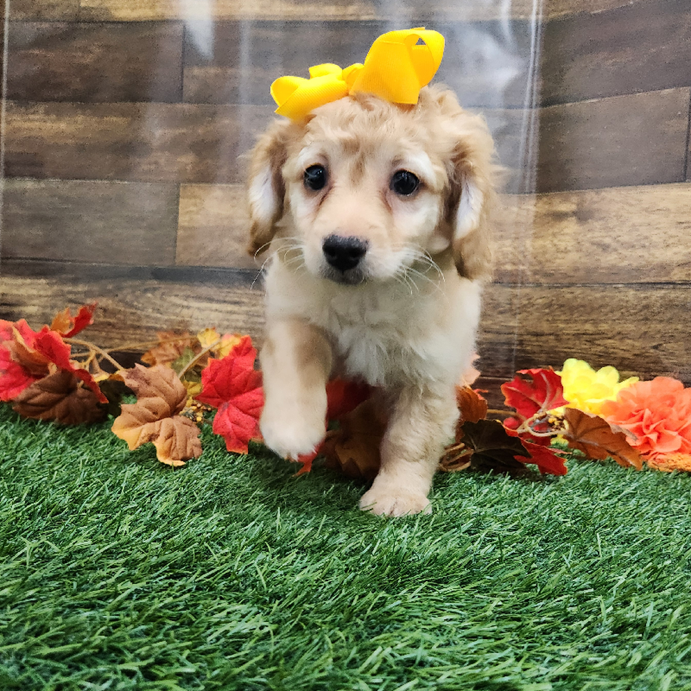 Female Cockapoo 2nd Gen Puppy for Sale in Braintree, MA