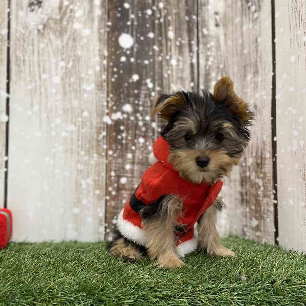 Male Yorkshire Terrier Puppy for Sale in Braintree, MA