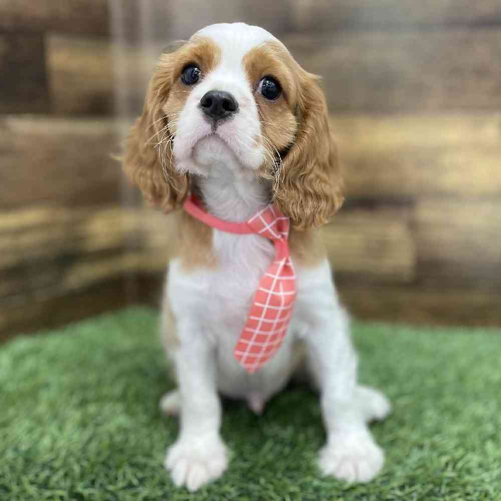 Male Cavalier King Charles Spaniel Puppy for Sale in Braintree, MA